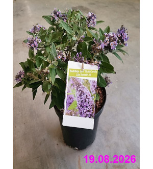 Buddleja dav. 'Butt.Candy Lila Sweeth.'® C 2,5 L
